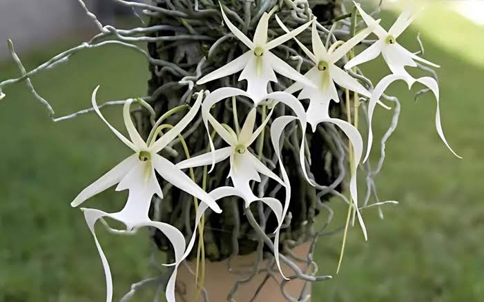 32 Most Unique Flowers of the World
