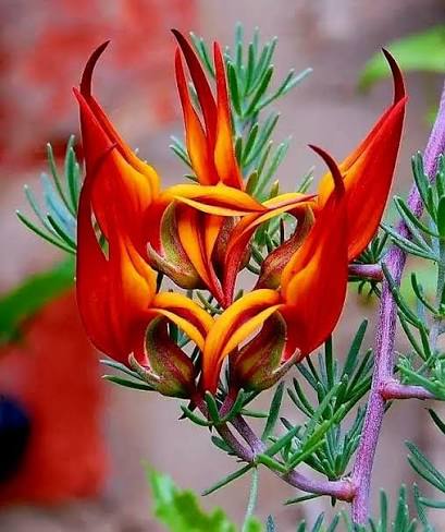 32 Most Unique Flowers of the World