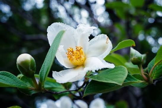 32 Most Unique Flowers of the World