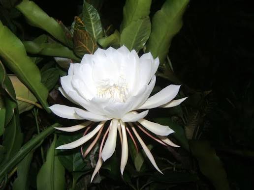 32 Most Unique Flowers of the World