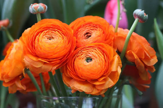 32 Most Unique Flowers of the World