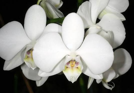32 Most Unique Flowers of the World