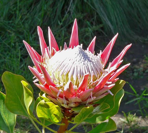 32 Most Unique Flowers of the World