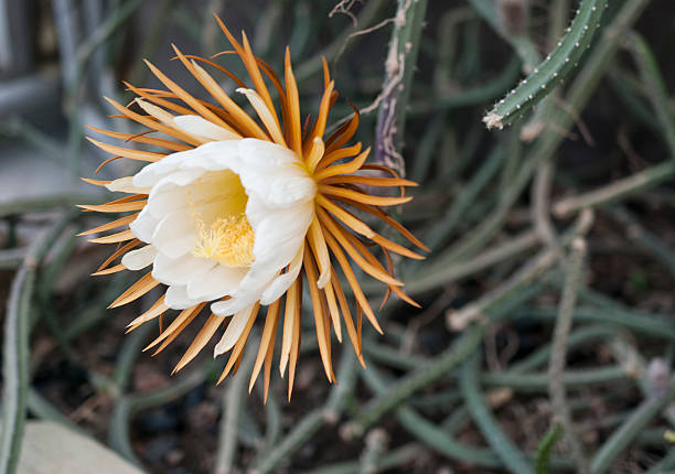 32 Most Unique Flowers of the World