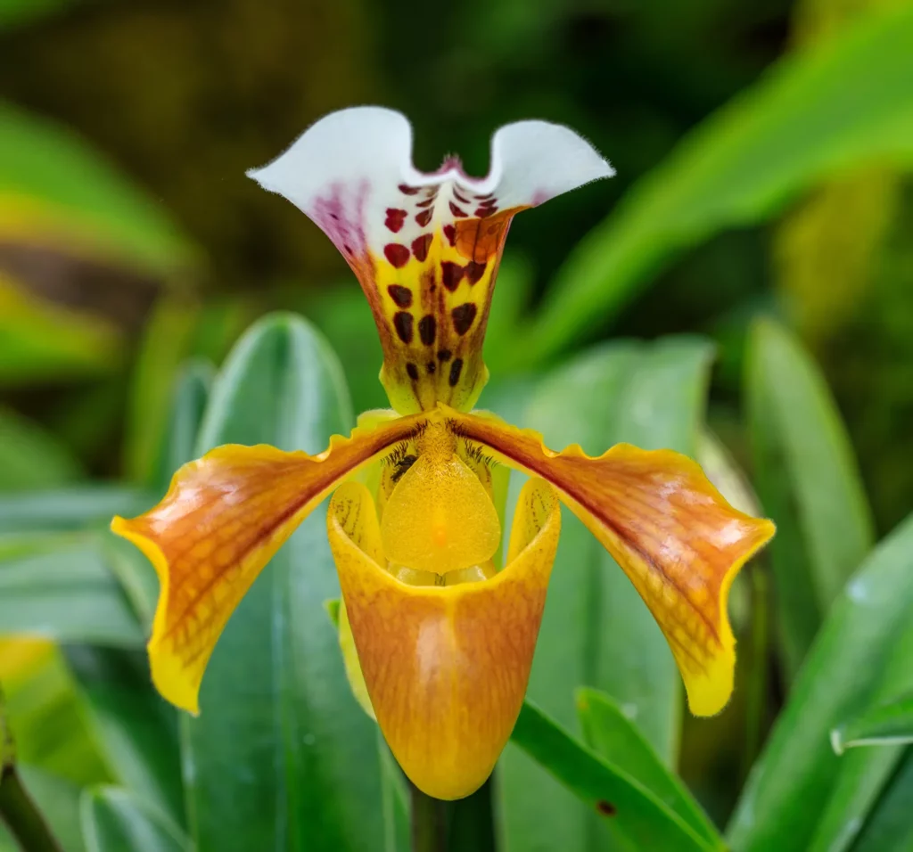 32 Most Unique Flowers of the World