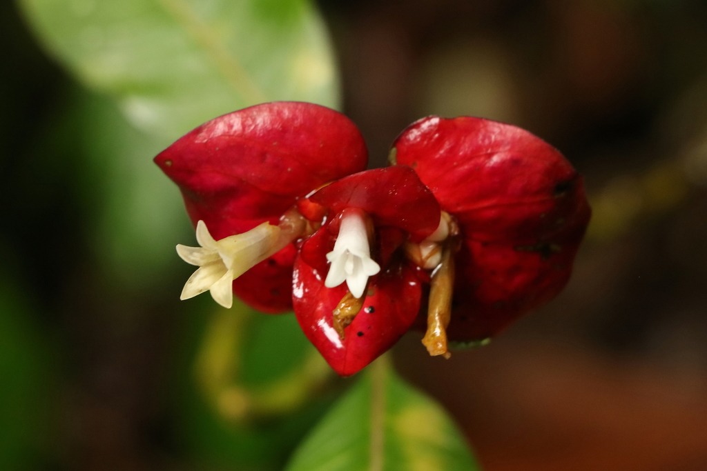 32 Most Unique Flowers of the World