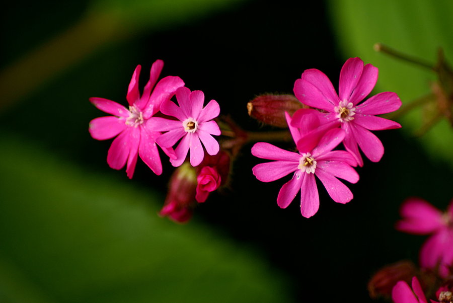 32 Most Unique Flowers of the World