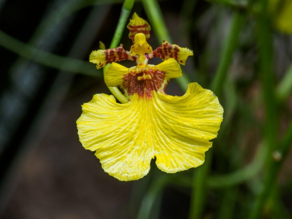 32 Most Unique Flowers of the World